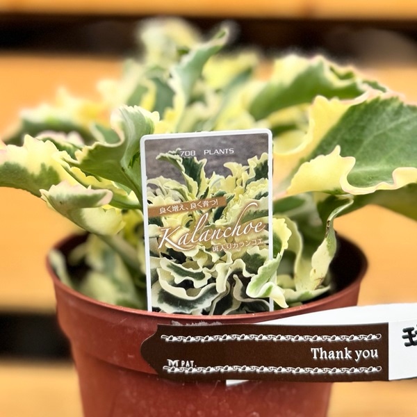 おしゃれ 観葉植物：カランコエ 斑入り ラキニアータニシキ*4号