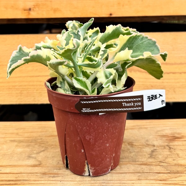 おしゃれ 観葉植物：カランコエ 斑入り ラキニアータニシキ*4号