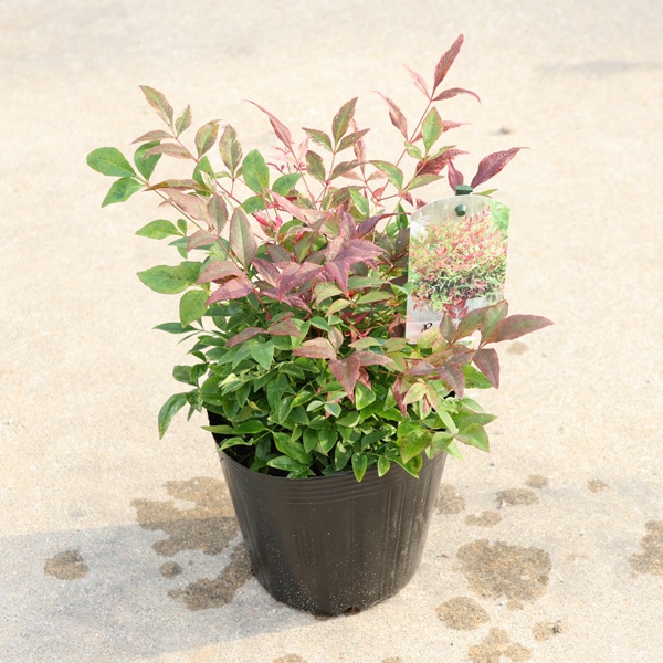 ڡڡʼŷʥåɥ饤ȡ*ɥŷ