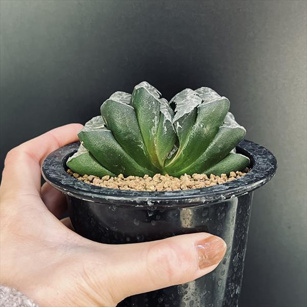 ハオルチア　玉扇　レジェンドブルー（海野）　★多肉植物★ 多肉植物：ハオルチア 玉扇 縄文青い影*幅9ｃｍ | サボテン＆多肉植物