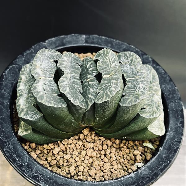 多肉植物：ハオルチア 玉扇 縄文青い影*幅9cm | サボテン