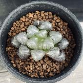 ¿����ʪ���ϥ������ ���֥ġ���������ȥ�ѡ��ץ�*��4.5���