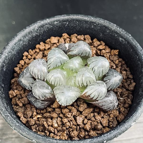 多肉植物：ハオルチア オブツーサ ウルトラパープル*幅4.5cm