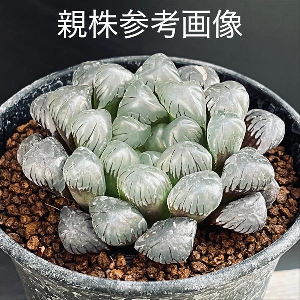 多肉植物：ハオルチア オブツーサ ウルトラパープル*幅4.5cm