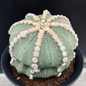 ���ܥƥ󡧥����ȥ��ե��ĥࡡ�������ݡ��ĥ�*��12��������ʡ����ʸ¤ꡡ��������