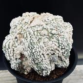 ���ܥƥ󡧥����ȥ��ե��ĥࡡ�ֱ���ݡ��ĥ�*��12��������ʡ����ʸ¤�