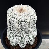 ���ܥƥ󡧥����ȥ��ե��ĥࡡ���ݡ��ĥ�*��8��������ʡ����ʸ¤�