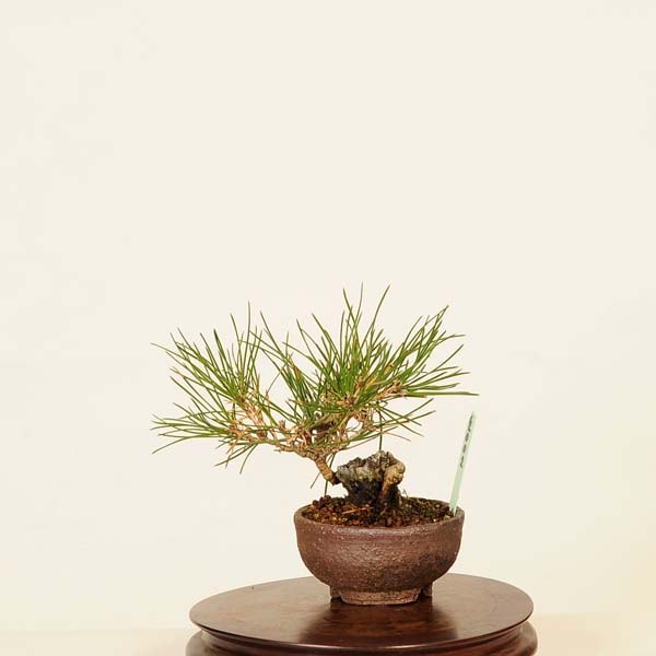 ߺϡϹ* ޤġޥġKuromatsu bonsai ߥߺ