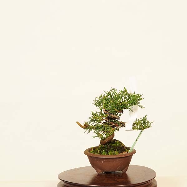 ߺϡ * Ѥѥ Sabina chinesisShinpaku bonsai ߥߺ