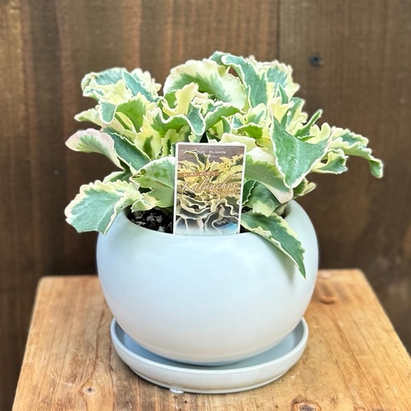 カランコエ 小型 緑色 陶器鉢 おしゃれ 観葉植物：斑入りカランコエ 鉢植え*受皿付 ラキニアータ