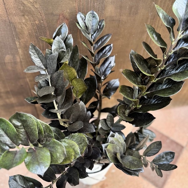 観葉植物：金銭樹 ザミオクルカス レイヴン*8号プラポット | 観葉植物