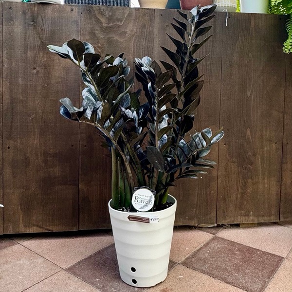ザミオクルカス　レイヴン　8号 観葉植物：金銭樹 ザミオクルカス レイヴン*8号プラポット | 観葉植物