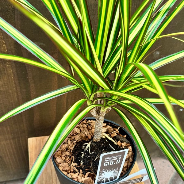 観葉植物：ドラセナ マジナータゴールド*5号プラポット | 観葉植物