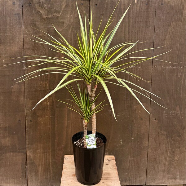 観葉植物：ドラセナ マジナータゴールド*5号プラポット | 観葉植物
