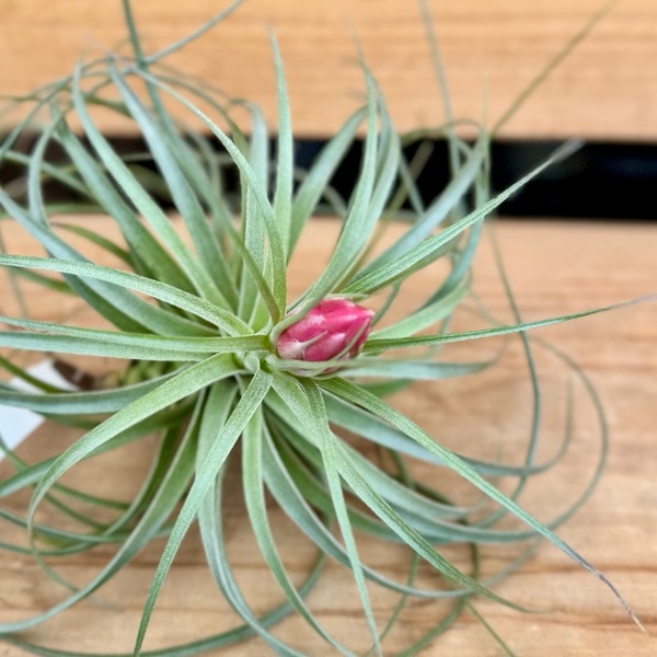 おしゃれ 観葉植物 エアープランツ：チランジア ストリクタ