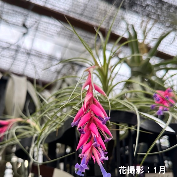 おしゃれ 観葉植物 エアープランツ：チランジア ストリクタ