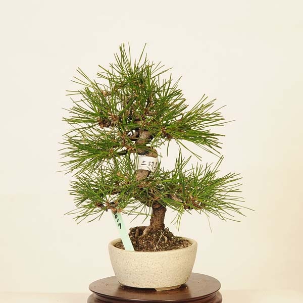 盆栽：三河黒松*現品 くろまつ クロマツ Kuromatsu bonsai ミニ盆栽
