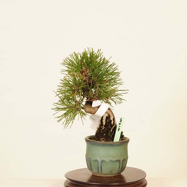 ߺ Ϲ* ޤġޥġKuromatsu bonsai ߺ