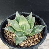 ¿����ʪ���ϥ������ A���å��������*��6���