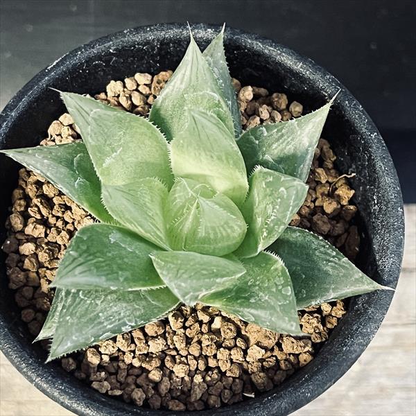 多肉植物：ハオルチア Aロックンロール*幅6cm | サボテン＆多肉植物