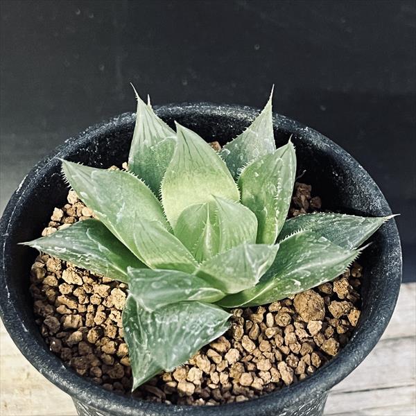 多肉植物：ハオルチア Aロックンロール*幅6cm | サボテン＆多肉植物