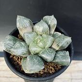 ¿����ʪ���ϥ������ ��祪�֥ġ���*��7���