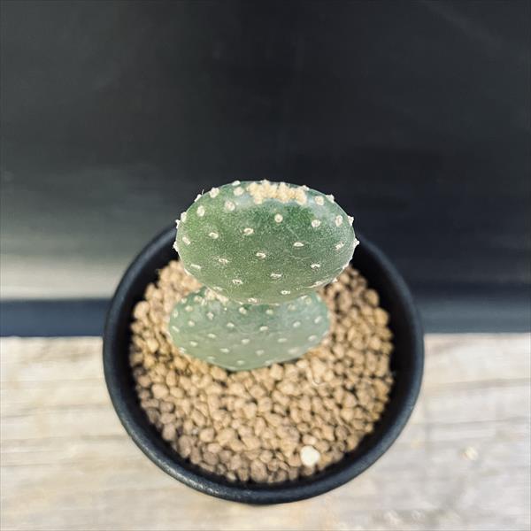 とげなしウチワサボテン*幅3.5cm | サボテン＆多肉植物,サボテン