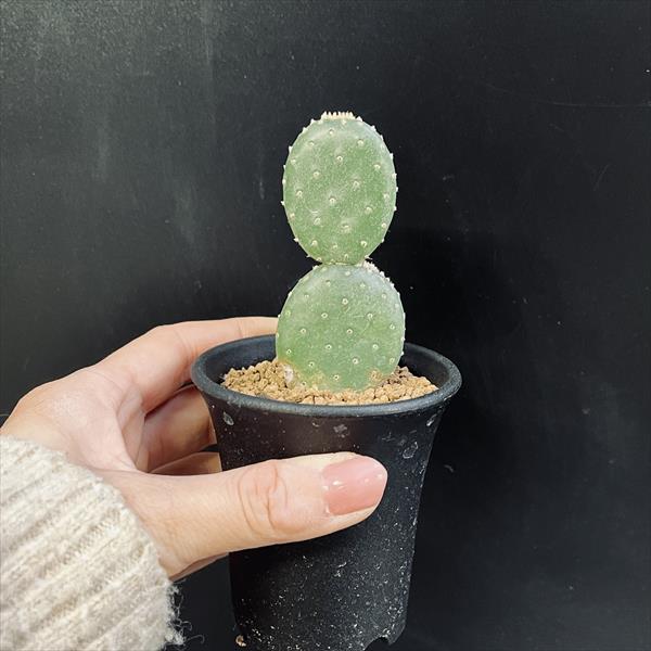 とげなしウチワサボテン*幅3.5cm | サボテン＆多肉植物,サボテン