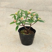 ���ڡ����ڡ�������(������祦��)  *�餭ʬ����5��ݥå�