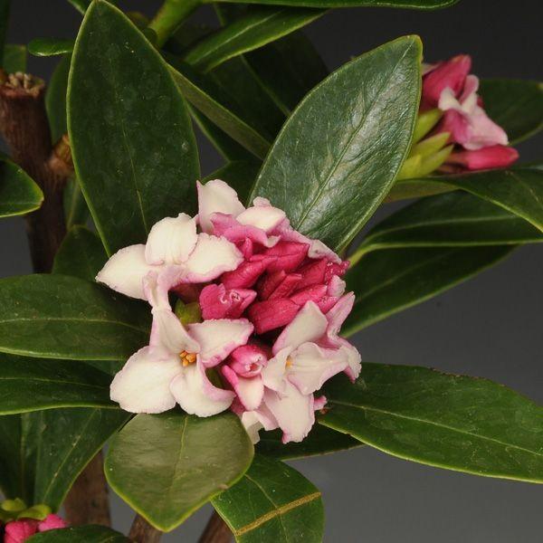 庭木・植木：沈丁花(ジンチョウゲ) *咲き分け 5号ポット | 植木＆庭木