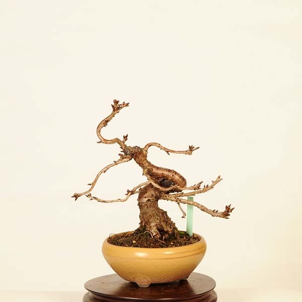 盆栽：十月桜 *現品 さくら サクラ Jyuugatsusakura bonsai 小品