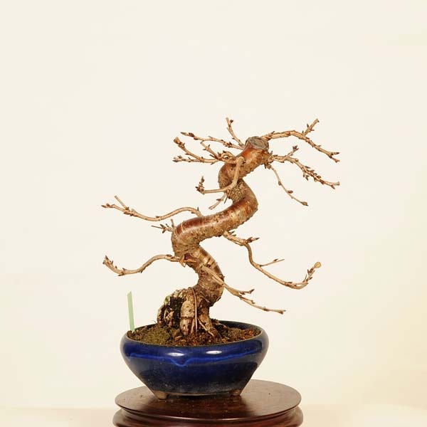 盆栽：十月桜 *現品 さくら サクラ Jyuugatsusakura bonsai 小品盆栽