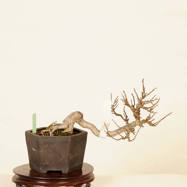 ߺϡ*ǡǡKaede bonsai   Acer ߺ