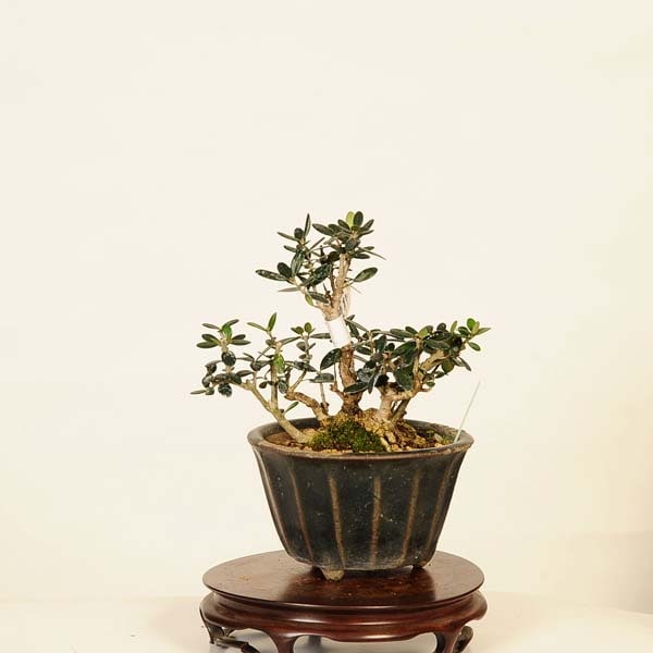 盆栽 特選：姫オリーブ現品(鉢はがれ等有)* Olea europaea Olive