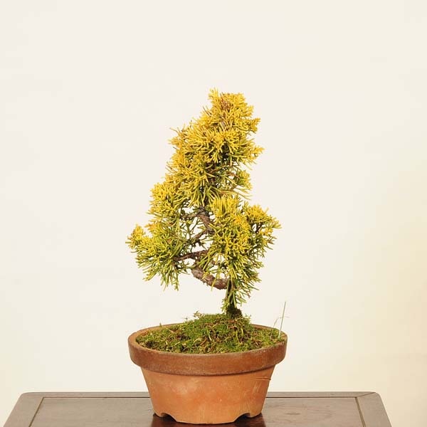 ߺϡ⿿ * Ѥѥ Sabina chinesisShinpaku bonsai ߺ