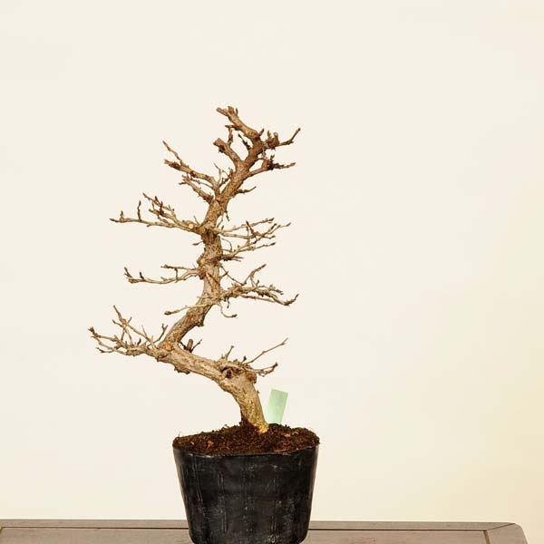 イワシデ 盆栽 (岩四手) wabi-sabi_500208ai