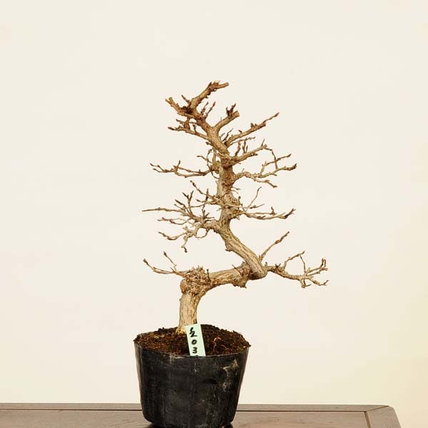 白四手（シロシデ）盆栽 SS006 白四手（シロシデ）盆栽 S006 白四手（シロシデ）盆栽 S006 SS006