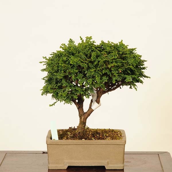 ߺϡŻɰʤҤΤˡ*ҥΥhinoki  bonsai ߺ