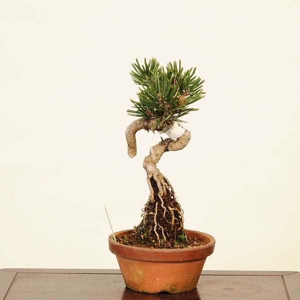 三河盆栽　寸梢黒松　盆栽　小品盆栽素材 三河盆栽 寸梢黒松 盆栽 小品盆栽素材 寸梢 黒松 (中品盆栽)