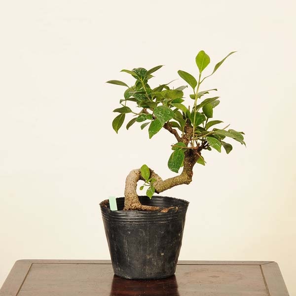 ߺǺġޤ롡ʡ*ޥ롡Ficus microcarpagajyumaru bonsai ߺ