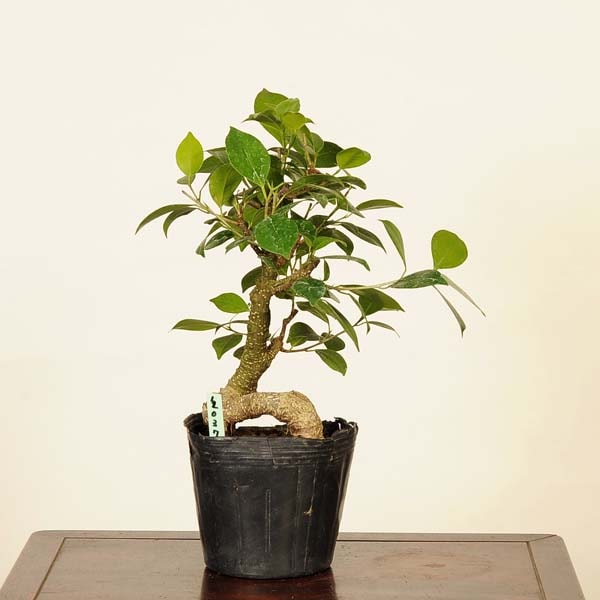 盆栽素材苗：がじゅまる 現品 *ガジュマル Ficus microcarpa gajyumaru