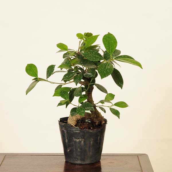 盆栽素材苗：がじゅまる 現品 *ガジュマル Ficus microcarpa gajyumaru