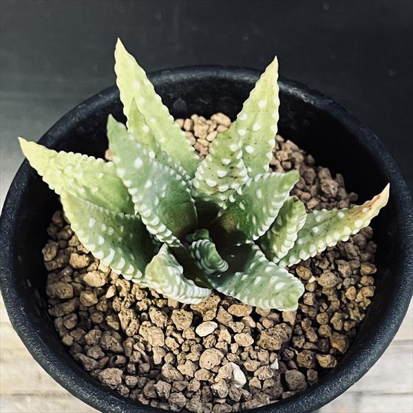 多肉植物：ハオルチア 星瑞鶴*幅6cm | サボテン＆多肉植物,多肉植物
