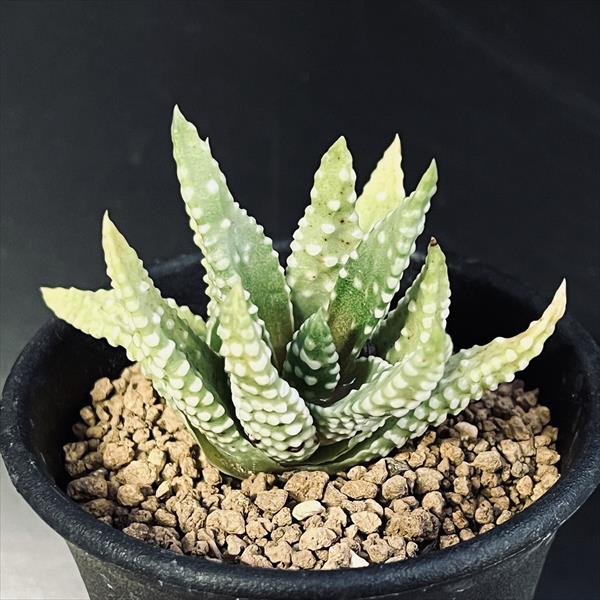 多肉植物：ハオルチア 星瑞鶴*幅6cm | サボテン＆多肉植物,多肉植物