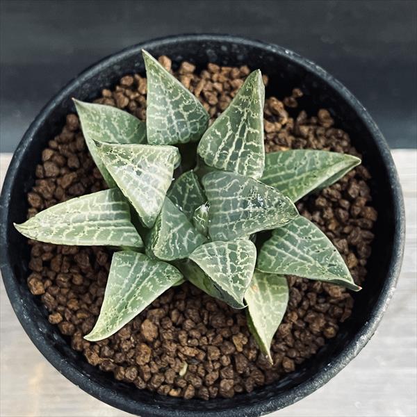 多肉植物 ハオルチア コンプト錦 極上株 ☆ハオルチア・多肉植物☆813☆ コンプトニアナ錦 極上斑