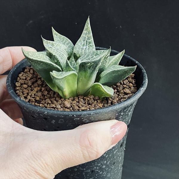 多肉植物：ハオルチア コンプトニアナ*幅7cm | サボテン＆多肉植物