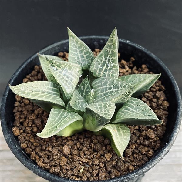 多肉植物：ハオルチア コンプトニアナ*幅7cm | サボテン＆多肉植物