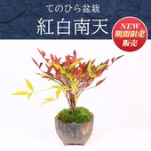 �ߥ��ߺϡ�������ŷ�����;ƾ�ȭ��*���դ� ���ָ������� ����ŷ�ʥ�ƥ�ʤ�Ƥ�ﵯ bonsai