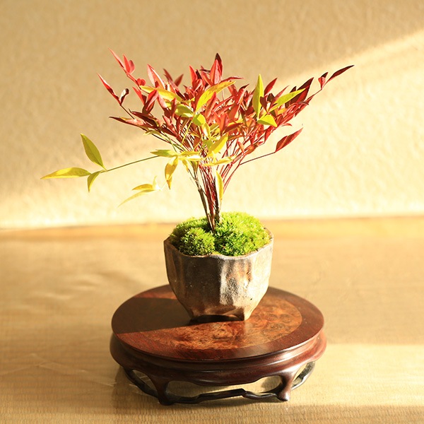 ミニ盆栽：紅白南天＜瀬戸焼小鉢＞*苔付き 期間限定販売 赤南天