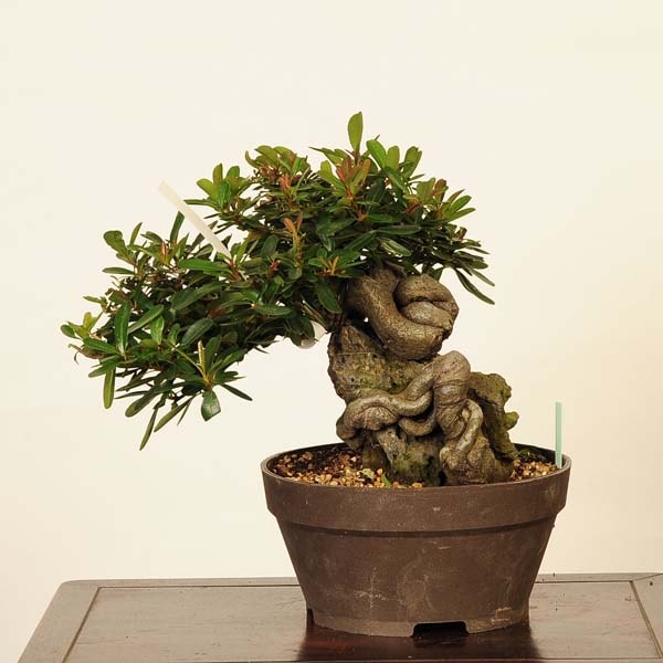 盆栽：ピラカンサ石付 現品*ぴらかんさ Pyracantha Pirakansa